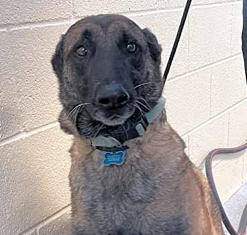 Photo of Bear