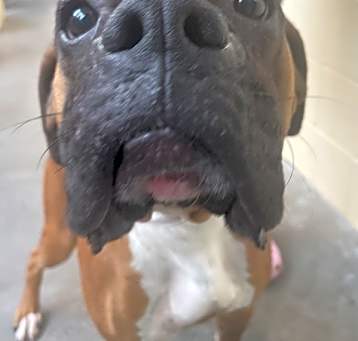 Photo of Rocky
