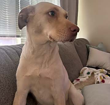 Photo of Nala