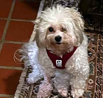 Photo of Lucy