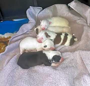 Photo of WM Pup 1