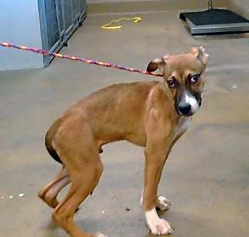 Photo of *GUNTHER