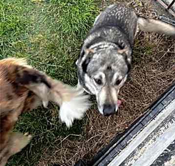 Photo of Balto