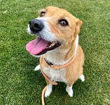 Photo of SHAGGY