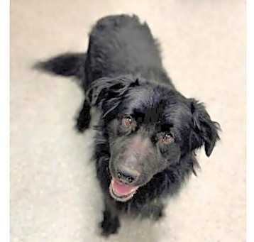 Photo of Shadow
