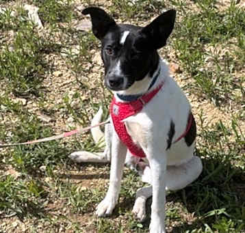 Photo of Bolt
