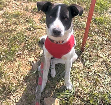 Photo of Fetcher