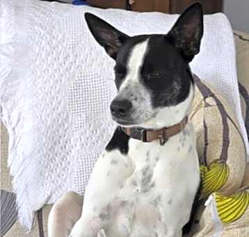 Photo of Gracie