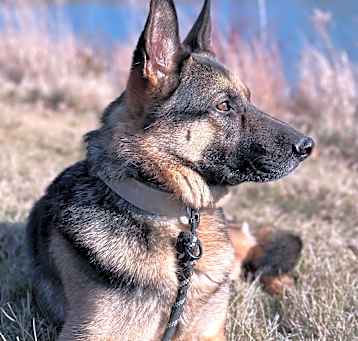 Photo of Maverick