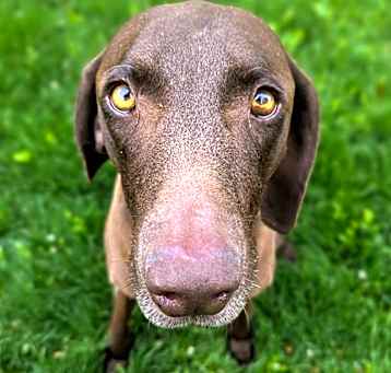 Photo of Nova