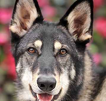 Photo of Gunner von Gusten