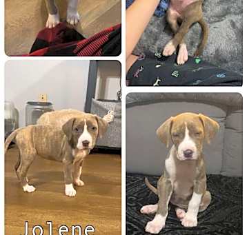 Photo of Jolene