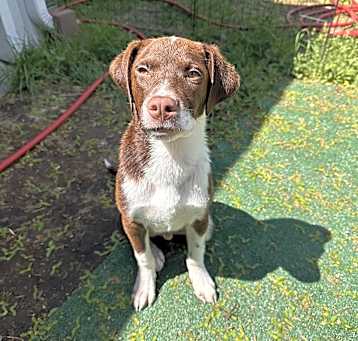 Photo of Biscuit