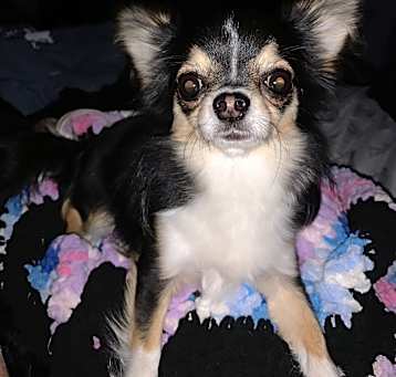Photo of Max