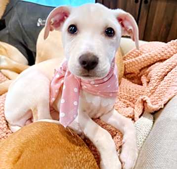Photo of Luna 