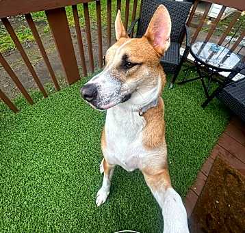 Photo of Scout