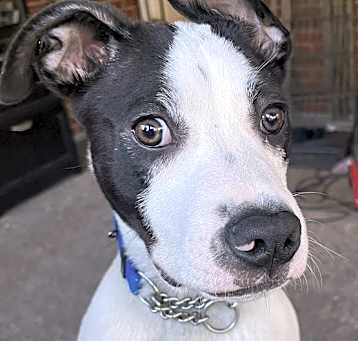 Photo of Bodie