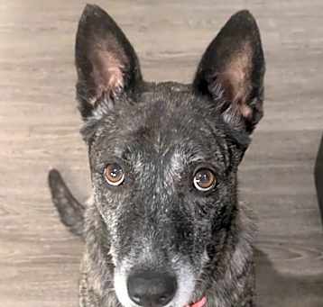 Photo of Izzy