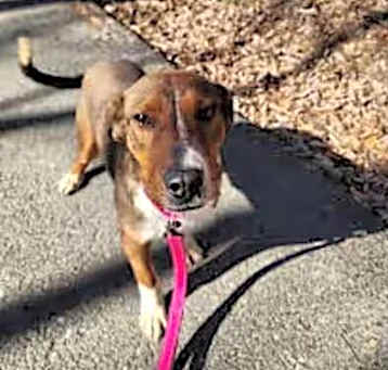 Photo of Cooper
