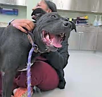Photo of Diesel