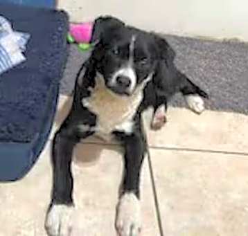 Photo of Domino