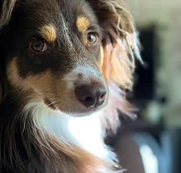Photo of Milo