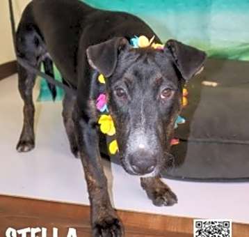 Photo of Stella