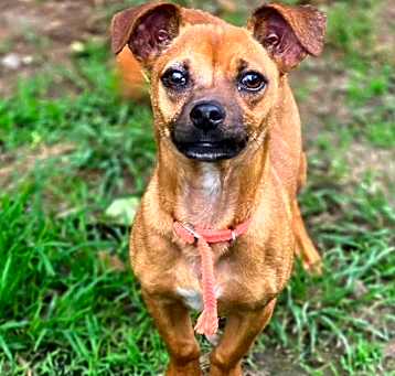 Photo of Chewy