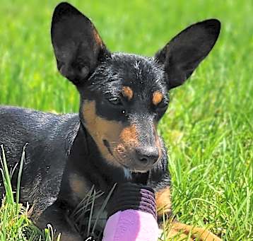 Photo of Peanut butter