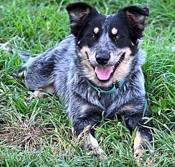 Photo of Bluebonnet