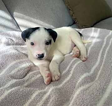 Photo of Pochacco