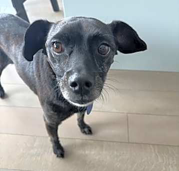Photo of Piper
