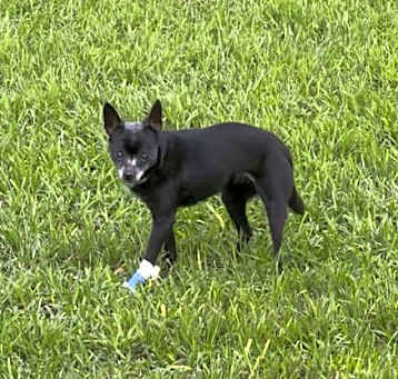 Photo of Pepper