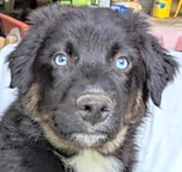 Photo of Schroeder. Peanuts Litter
