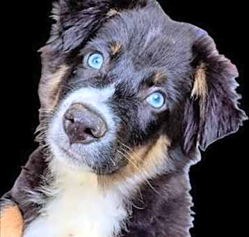 Photo of Linus. Peanut Litter
