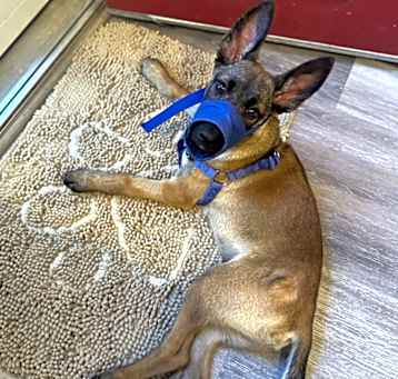 Photo of Trooper