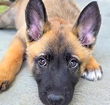 Photo of Lucille