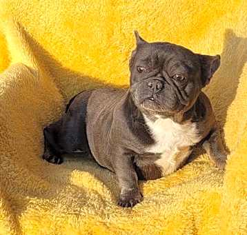 Photo of FRENCHIE Goofball