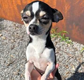 Photo of Guido ~