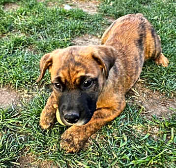 Photo of Snickers (Candy Kid)