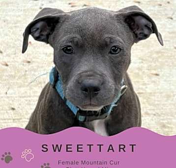 Photo of SweetTart
