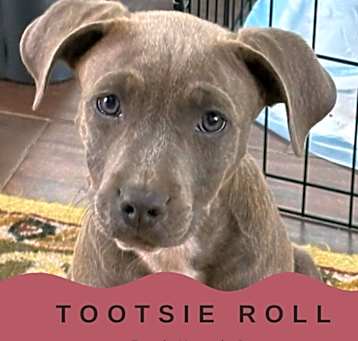 Photo of Tootsie Roll