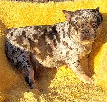 Photo of FRENCHIE Daria