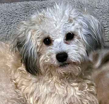 Photo of Romo