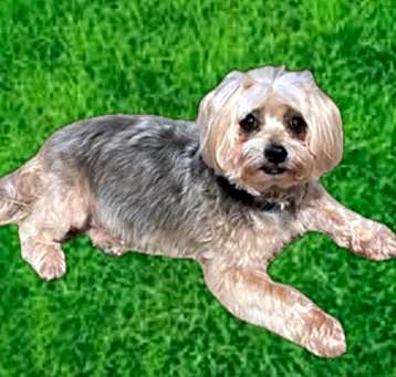 Photo of Buddy