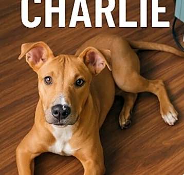 Photo of Charlie - Adoption Fee Sponsored