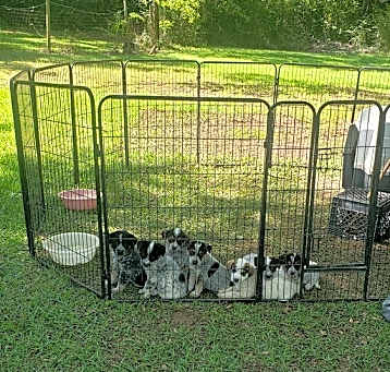 Photo of Vampire Diaries litter