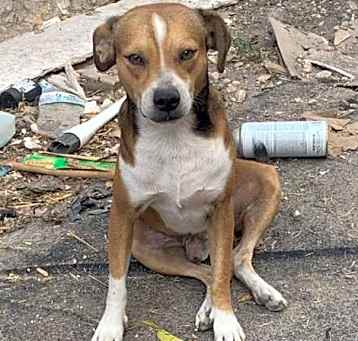 Photo of CANELO