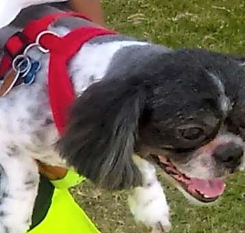 Photo of DEXTER