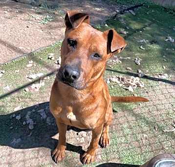 Photo of SCOOBY DOO